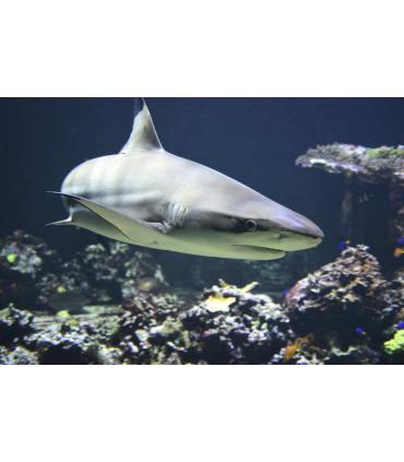 Cartílago de tiburón