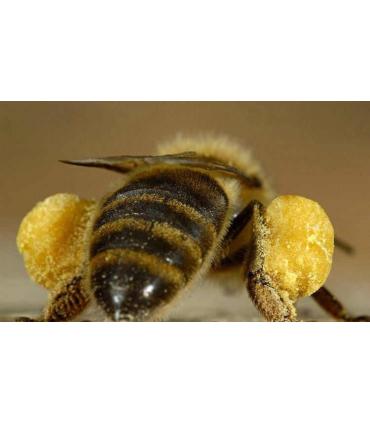 Polen de abeja ecológico granulado Mellarius Buleo Miel 225 gr