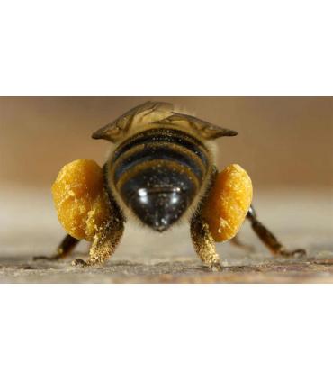 Polen de abeja ecológico granulado Mellarius Buleo Miel 225 gr