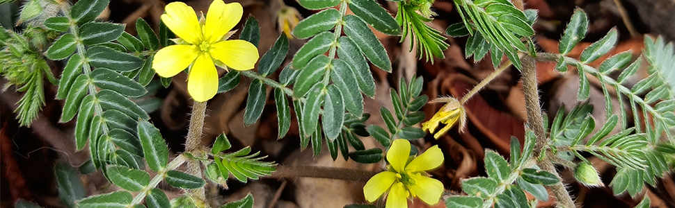 Planta tribulus terrestris