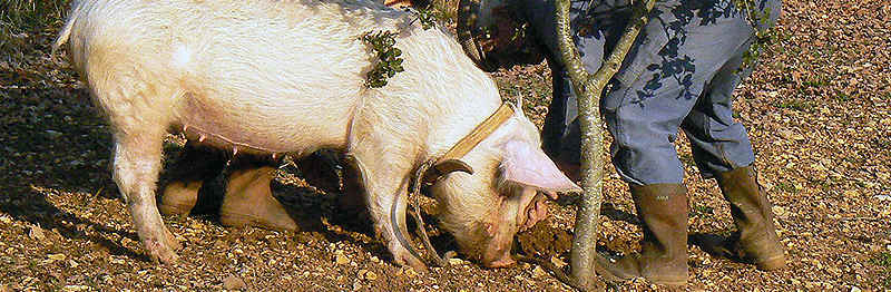 Jabalí, cerdo en recolecta de trufas negras